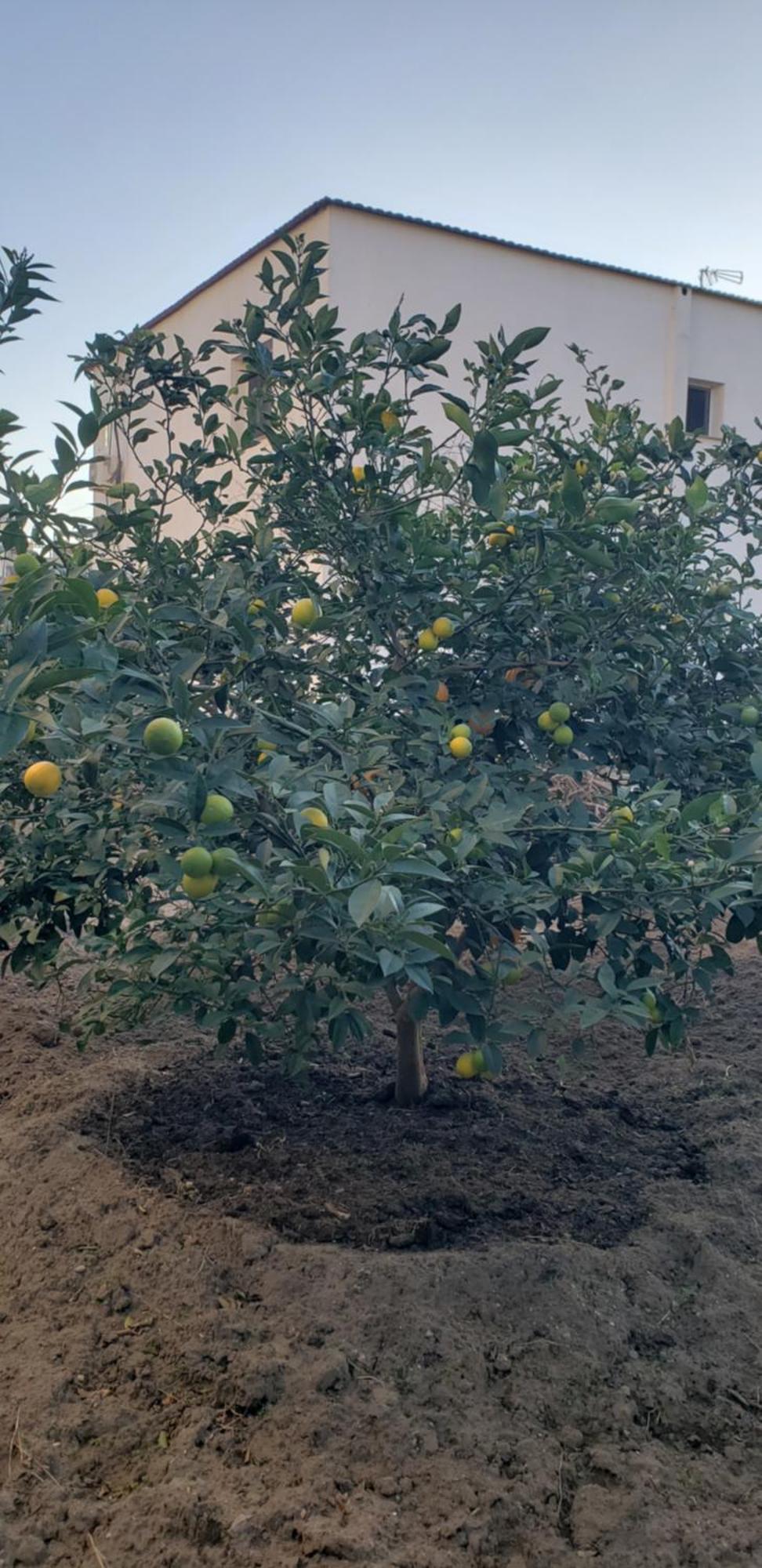 Pomegranates & Olives Guesthouse Durrës 外观 照片